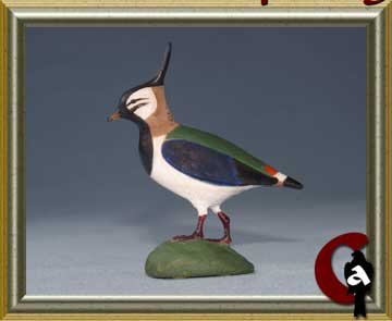 Northern lapwing - Vanellus vanellus